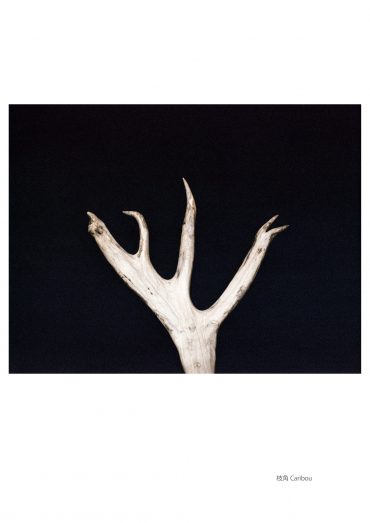 光の洞窟  |  The Cave of Light   [ 2014 ]