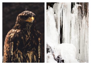 unknown | renown  [ 2013 ]